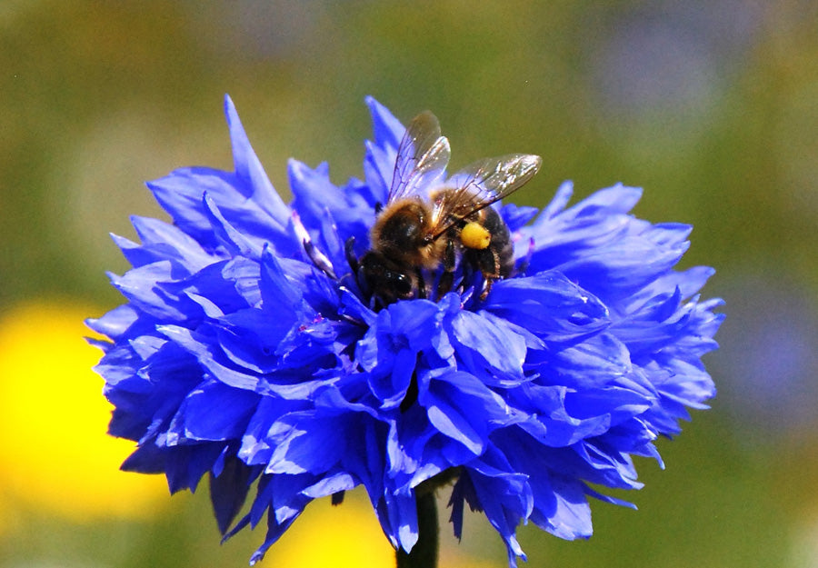 Cornflower seedball matchbox