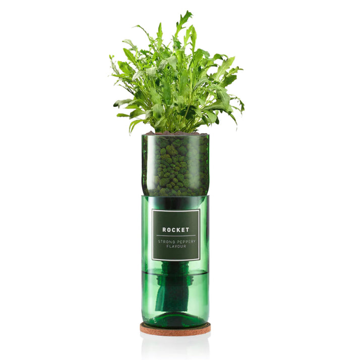 Grow your own Rocket Hydro-Herb Kit