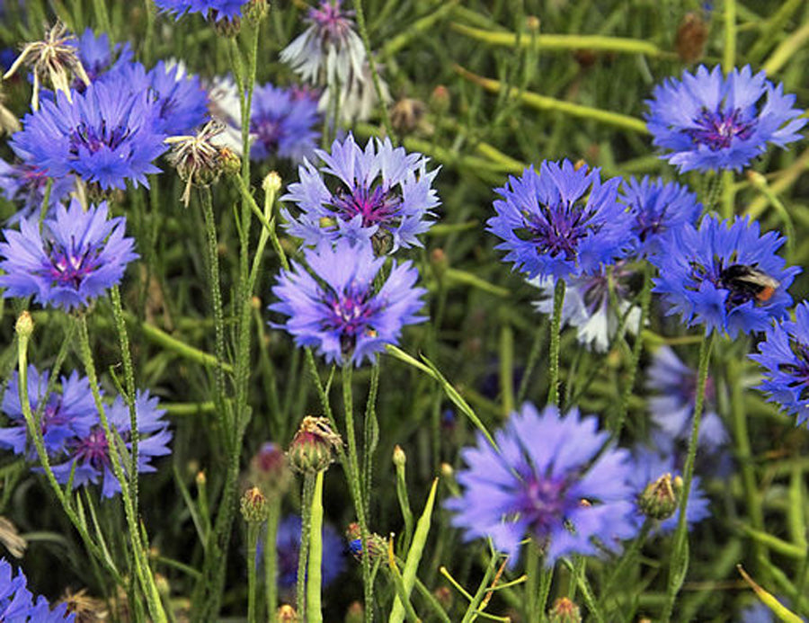 Cornflower seedball matchbox