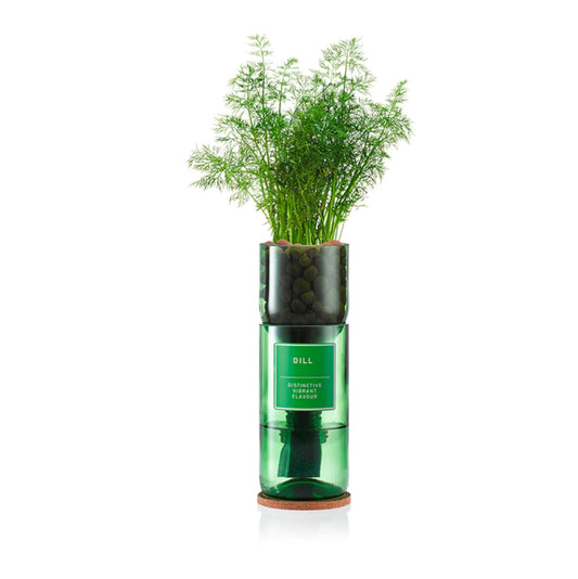 Dill  Hydro-Herb kit