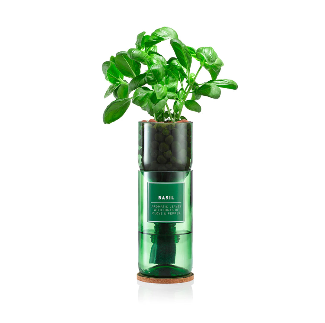 Dark basil Hydro-Herb kit