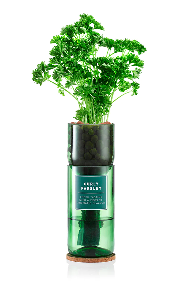 Curly Parsley Hydro-Herb kit