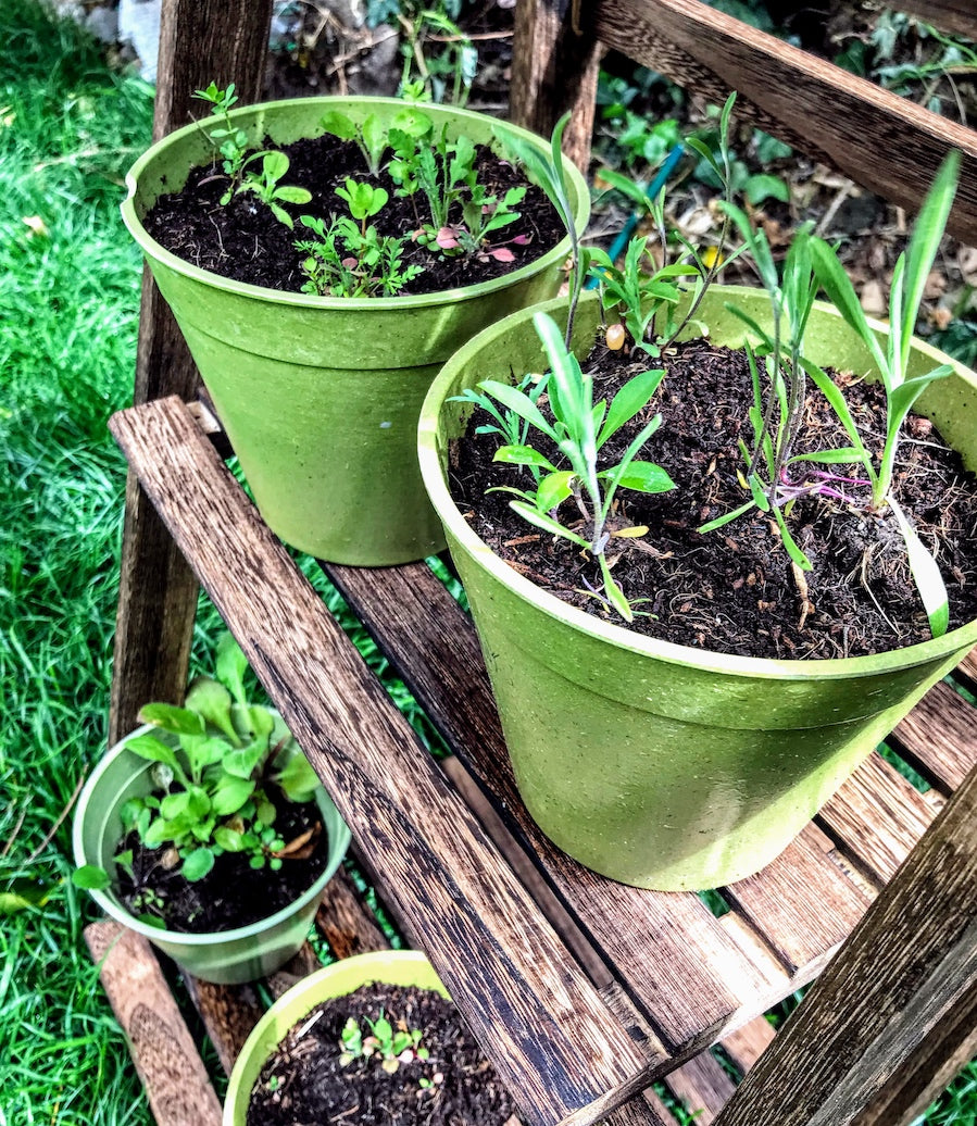 Garden Meadow, Mini meadow Seedball bamboo pot set