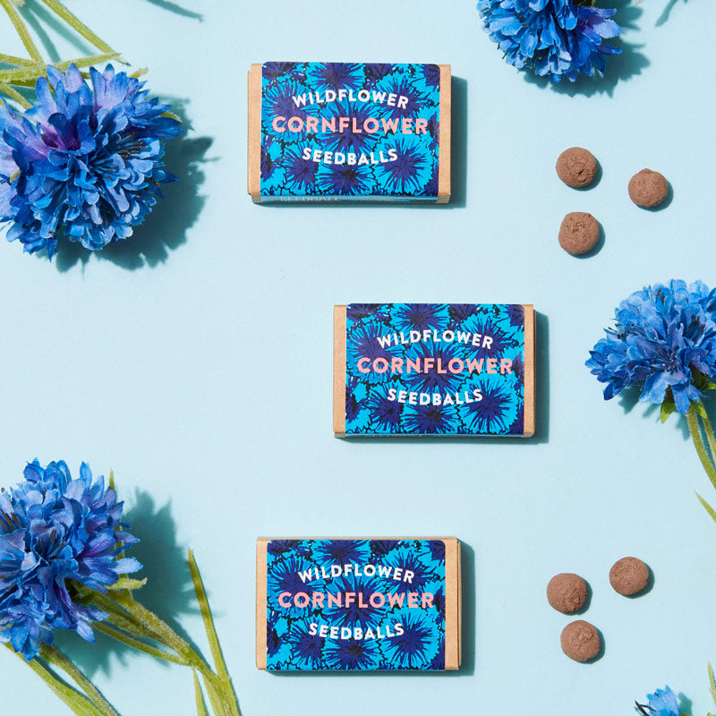 Cornflower seedball matchbox