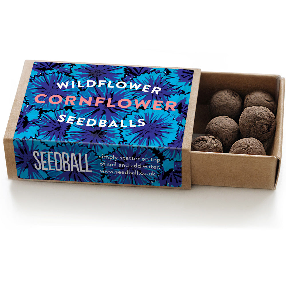 Cornflower seedball matchbox